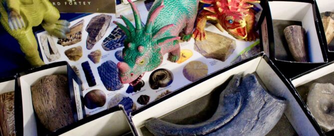 Fossils and dinosaurs loan box contents