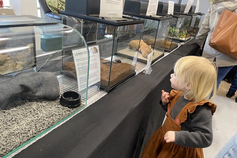 animal encounters event reptile enclosures animal encounters event reptile enclosures